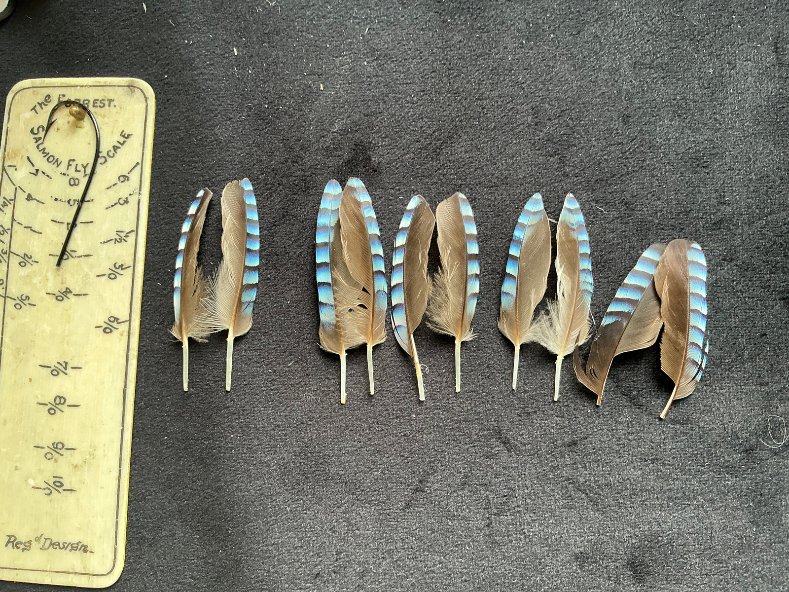Eurasian Jay feathers
