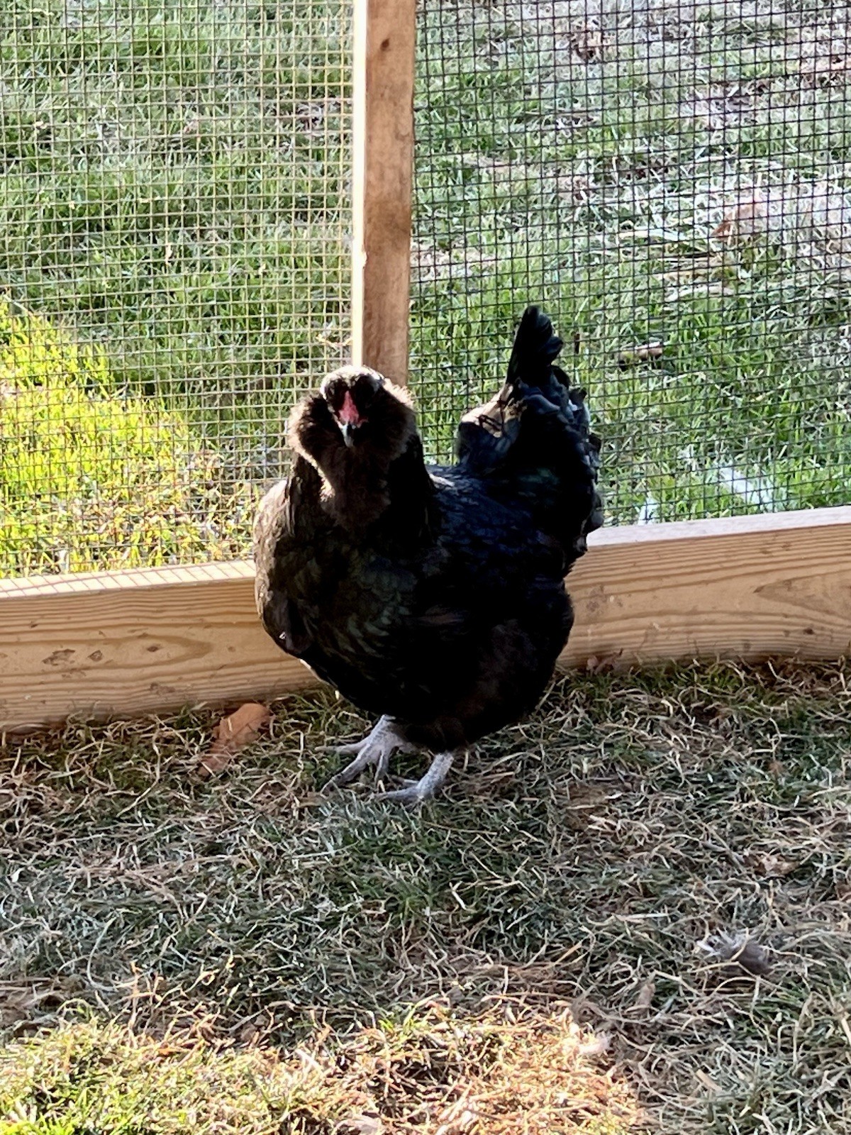 12 Hatching Eggs Variety! 6 Americauna (white/black/ermine) & 6 Barnyard Mix