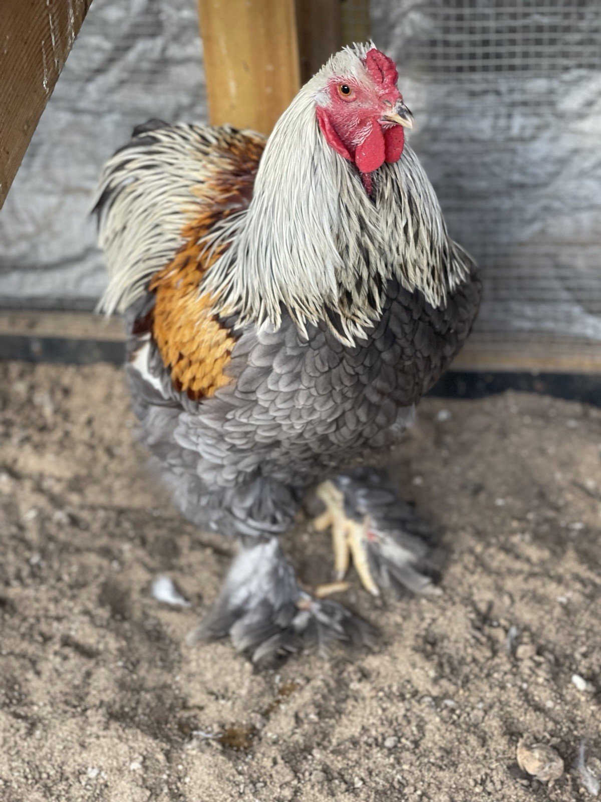 12+ Blue/Black/Splash SILVER/GOLD Partridge Brahma Hatching Eggs