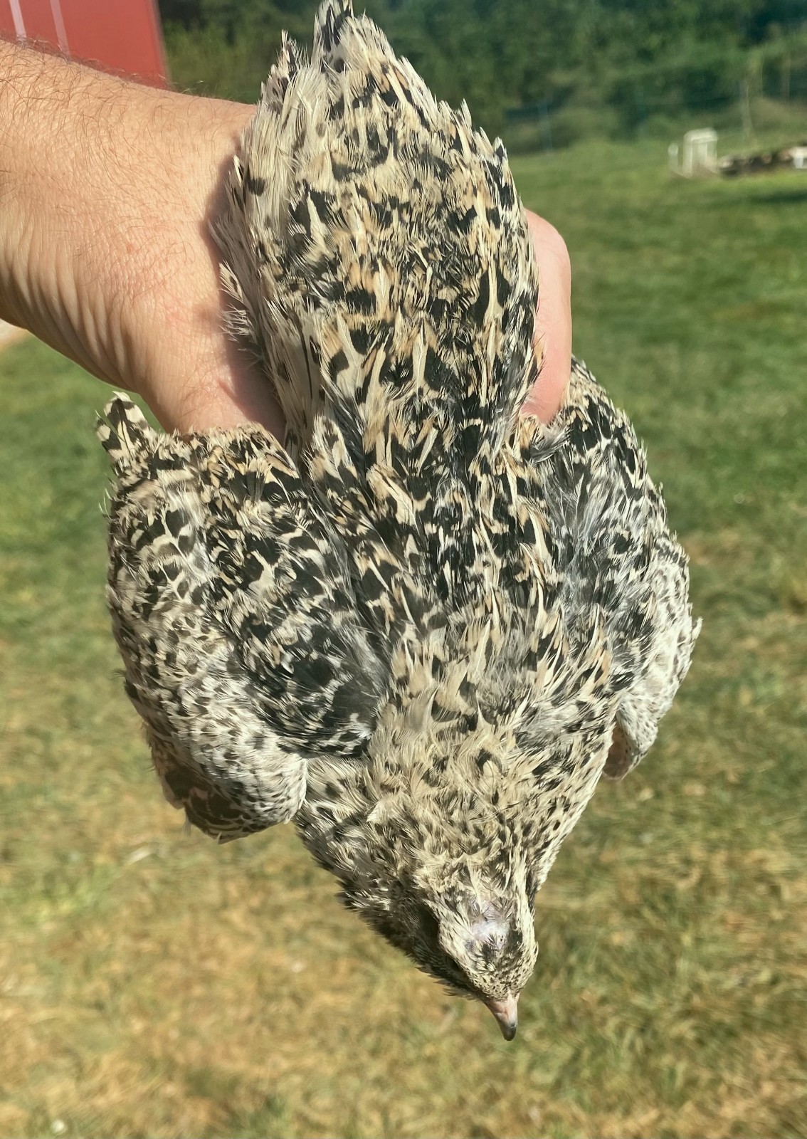Twenty + Mix Pearl & Pansy Fee Coturnix Quail Hatching Eggs (20+ EGGS)