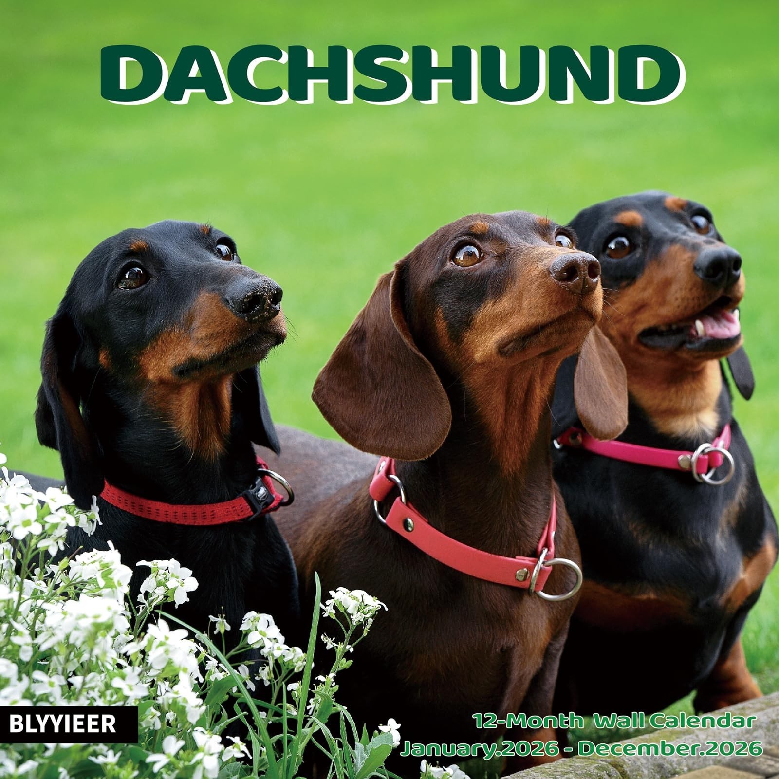 2026 Wall Calendar,Dachshund Wall Calendar, 12" x 24" Open,Family Planner Cal...