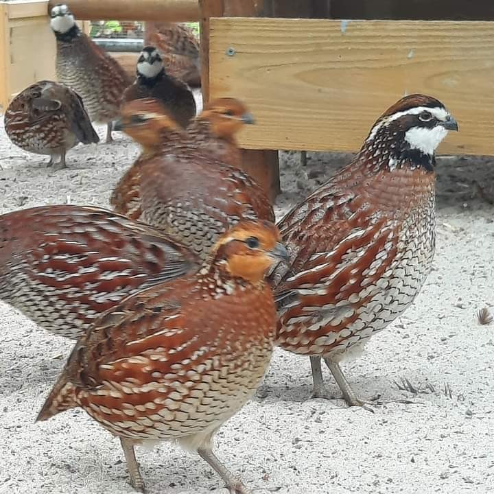 50 georgia giant bobwhite quail hatching eggs