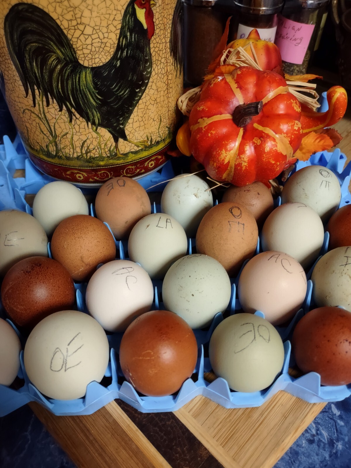 Rainbow Mix Assorted Hatching Eggs(10+) NPIP/A1 Certified
