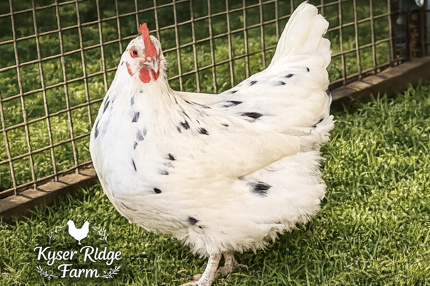 6 English Lavender/Calico Orpington Hatching Eggs