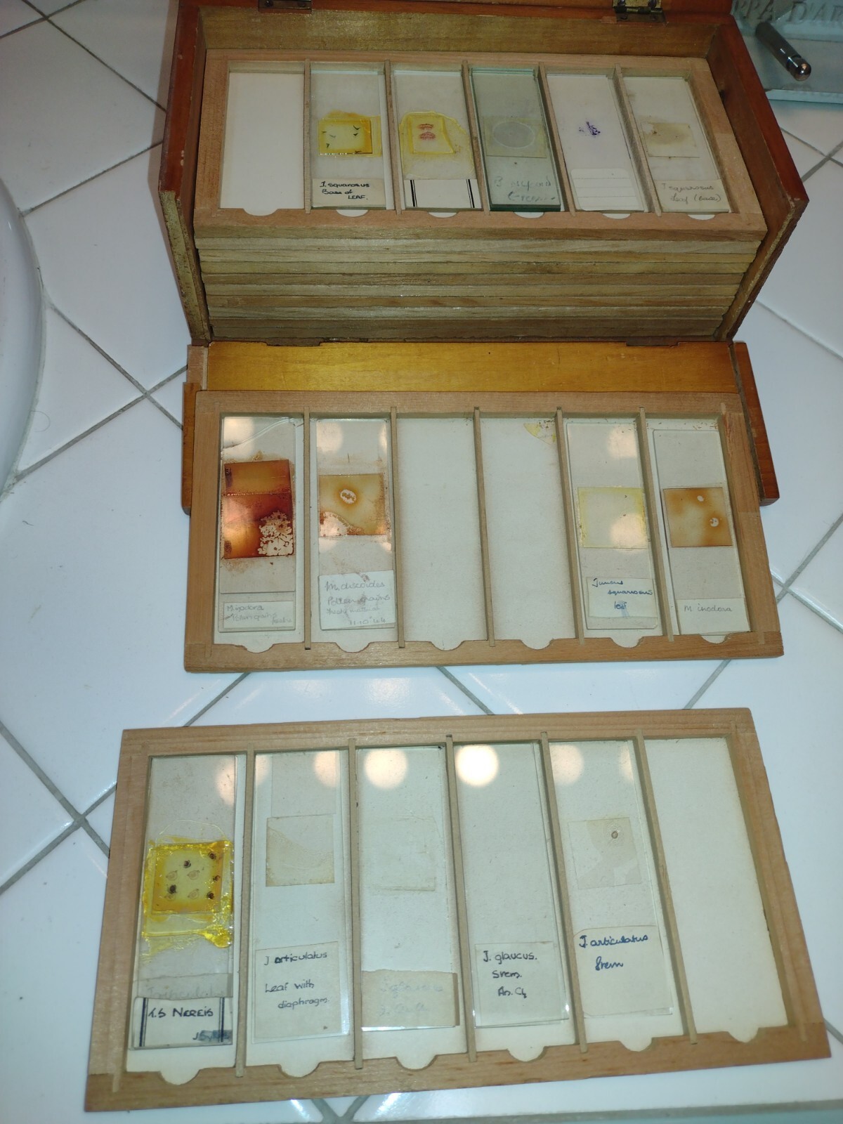 MICROSCOPE SLIDES AND WOOD CASE.. VINTAGE OR ANTIQUE
