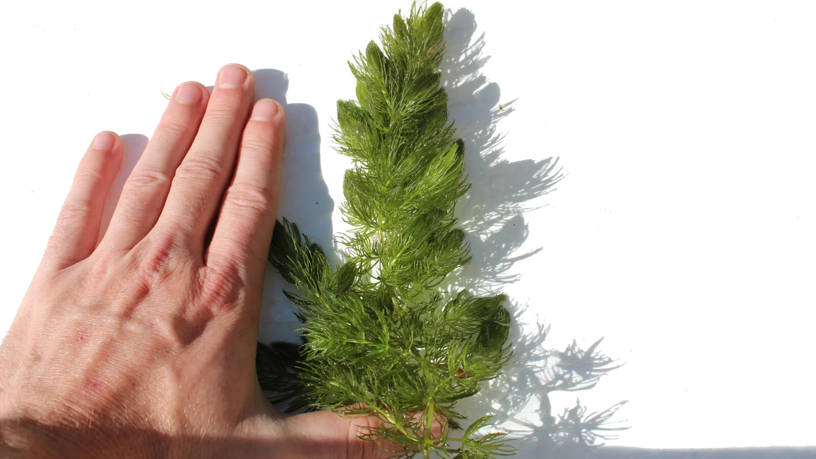 3+ Hornwort Live Aquarium Plants