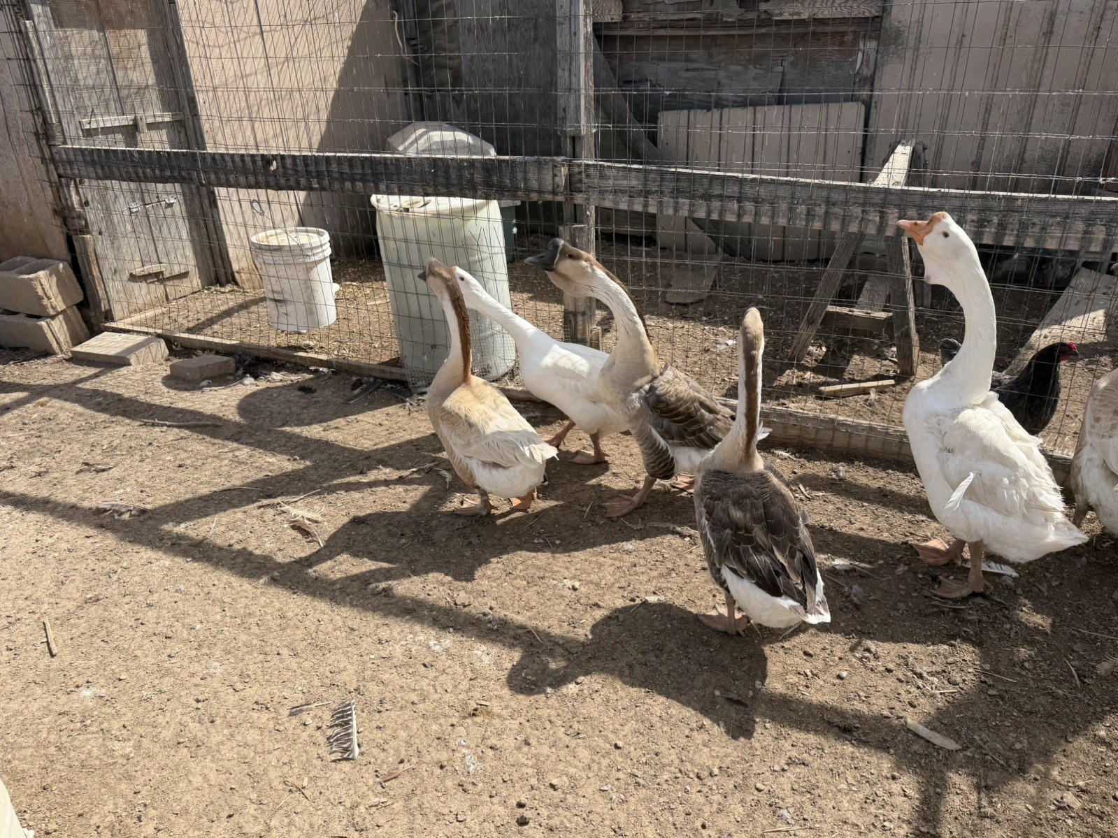 African Dewlap geese Hatching Eggs