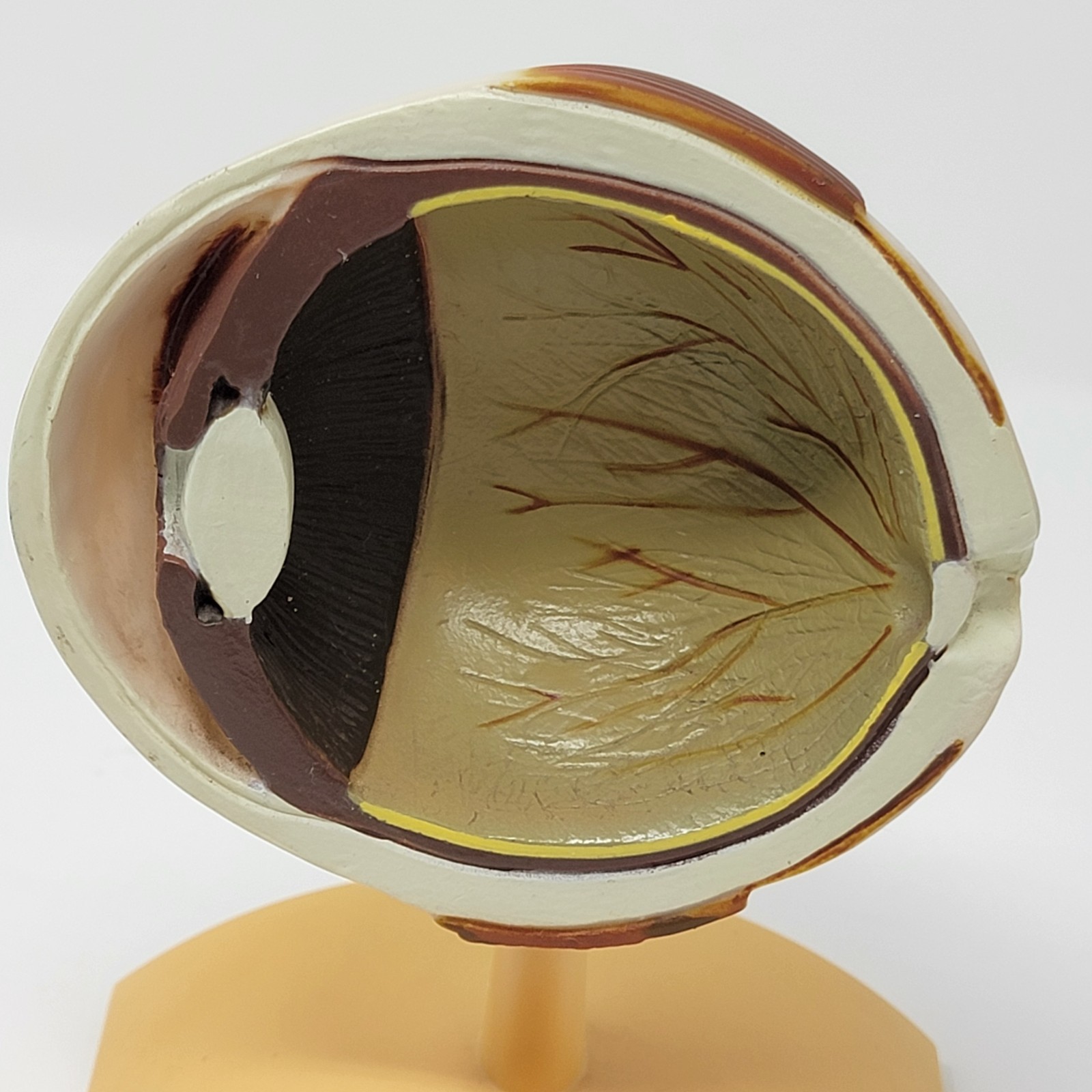 Banfield Veterinary Plastic Anatomical Model for Education - Canine Eye