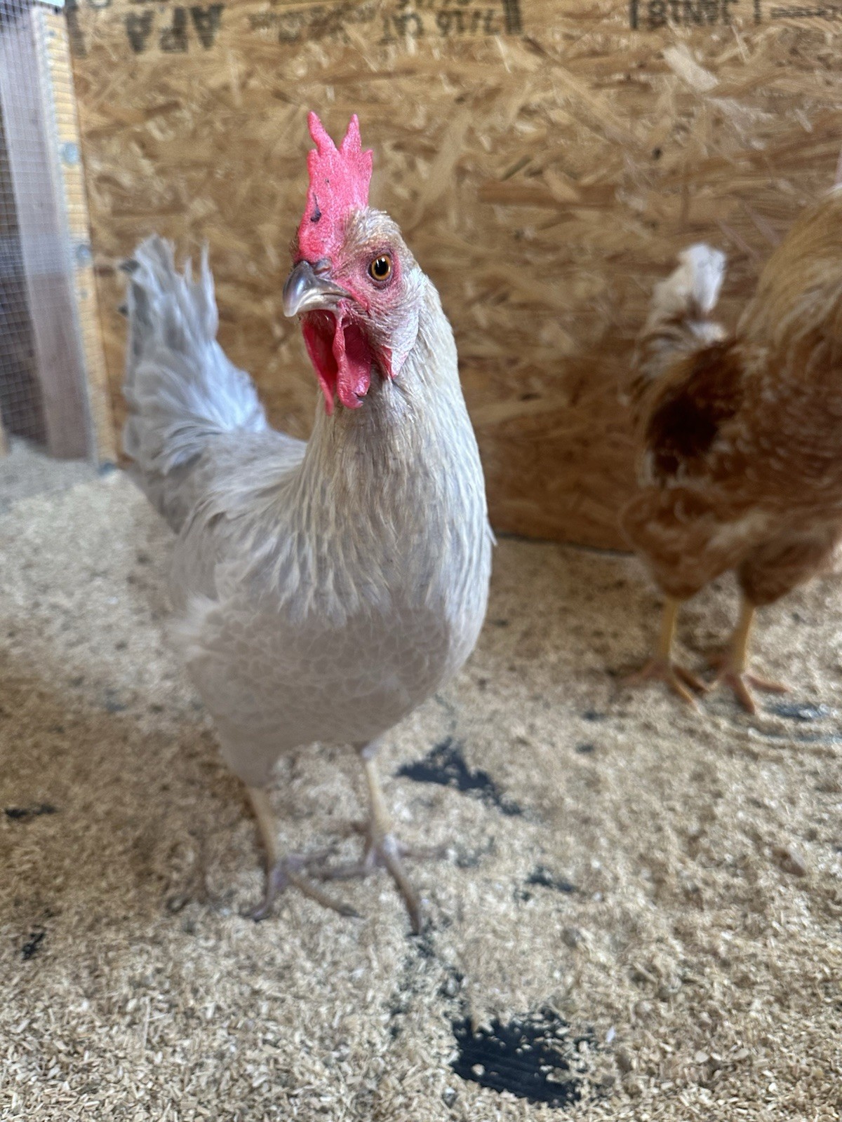 6+ Easter Egger Hatching Eggs Great For Rainbow Baskets!