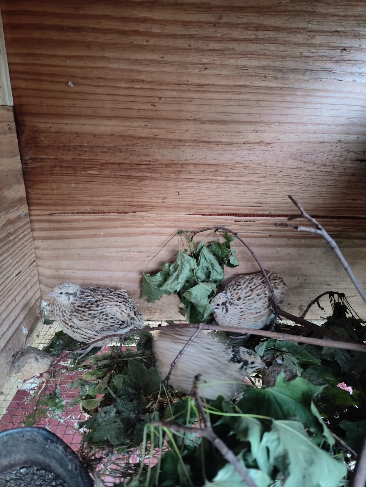 quail hatching eggs for sale