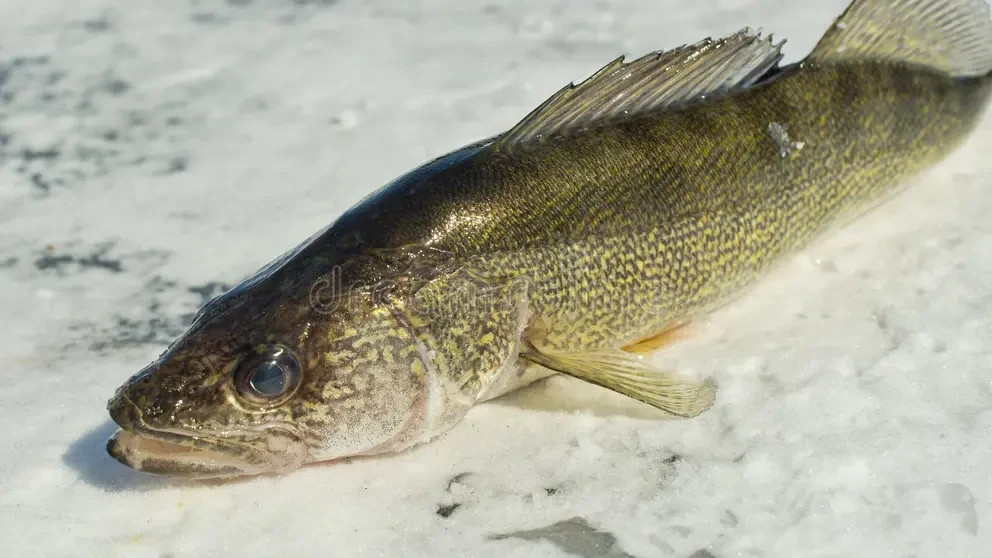 2 Hot Glow Wonder Bread Gold Flutter Ice Spoons Walleye 1/4 oz Stone Cold USA