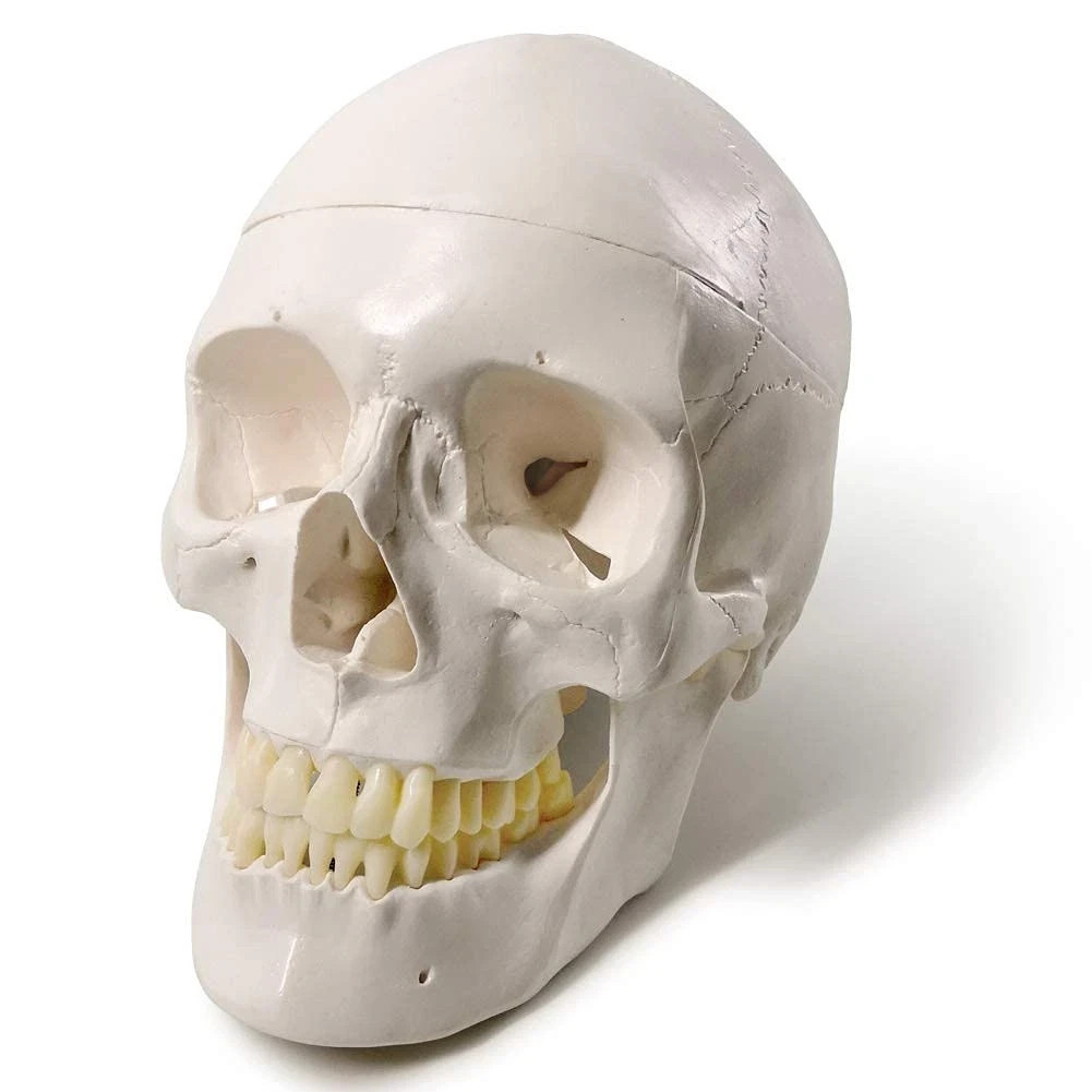 Human Adult Skull Anatomical Model, Medical Quality, Life Size (9" Height) - ...