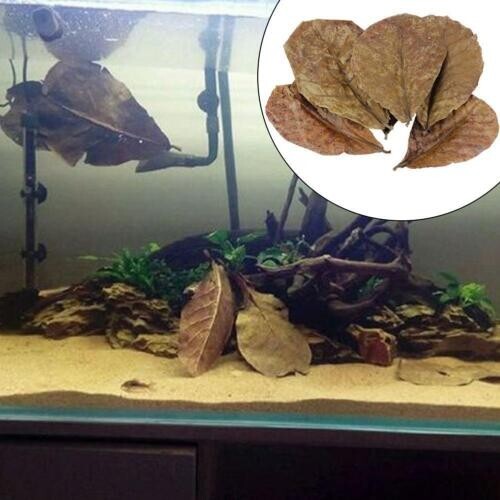 Indian Almond Leaf Catappa Leaves For Aquarium