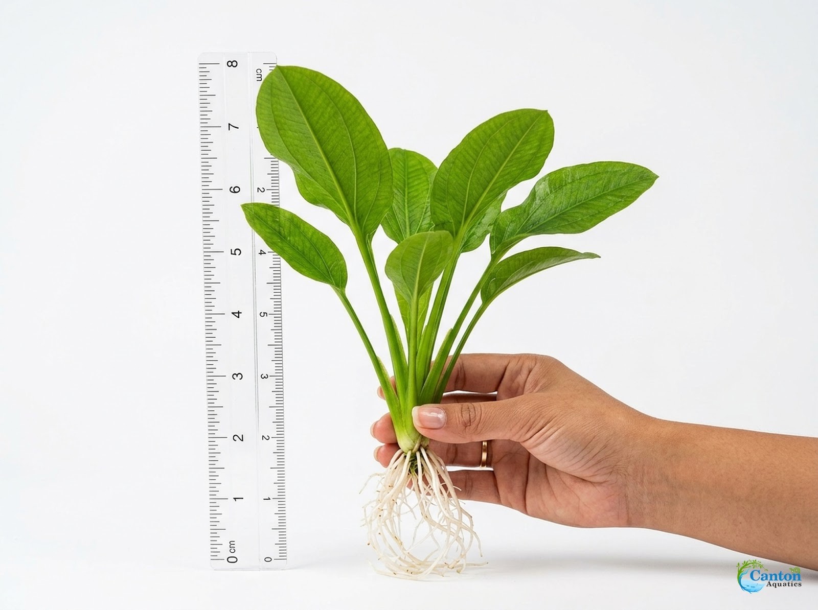Grandifolius Rangeri Sword Argentinensis Small