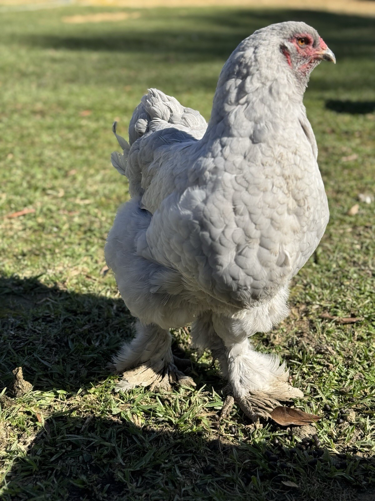 1 Lavender or Isabel Brahma Hatching Egg