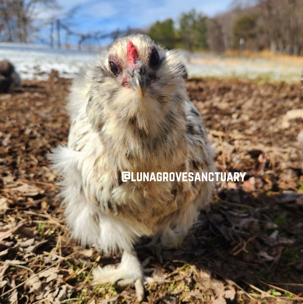 6+ Fertile Hatching Eggs - BARNYARD MIX - Silkie Svart Hona Mille Fleur Chicken