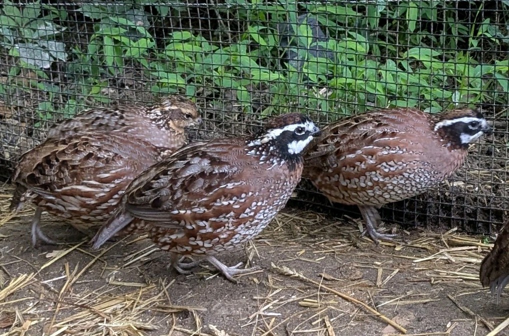 OUT OF STOCK 56+ Georgia Giant Bobwhite Quail Fertile Hatching Eggs