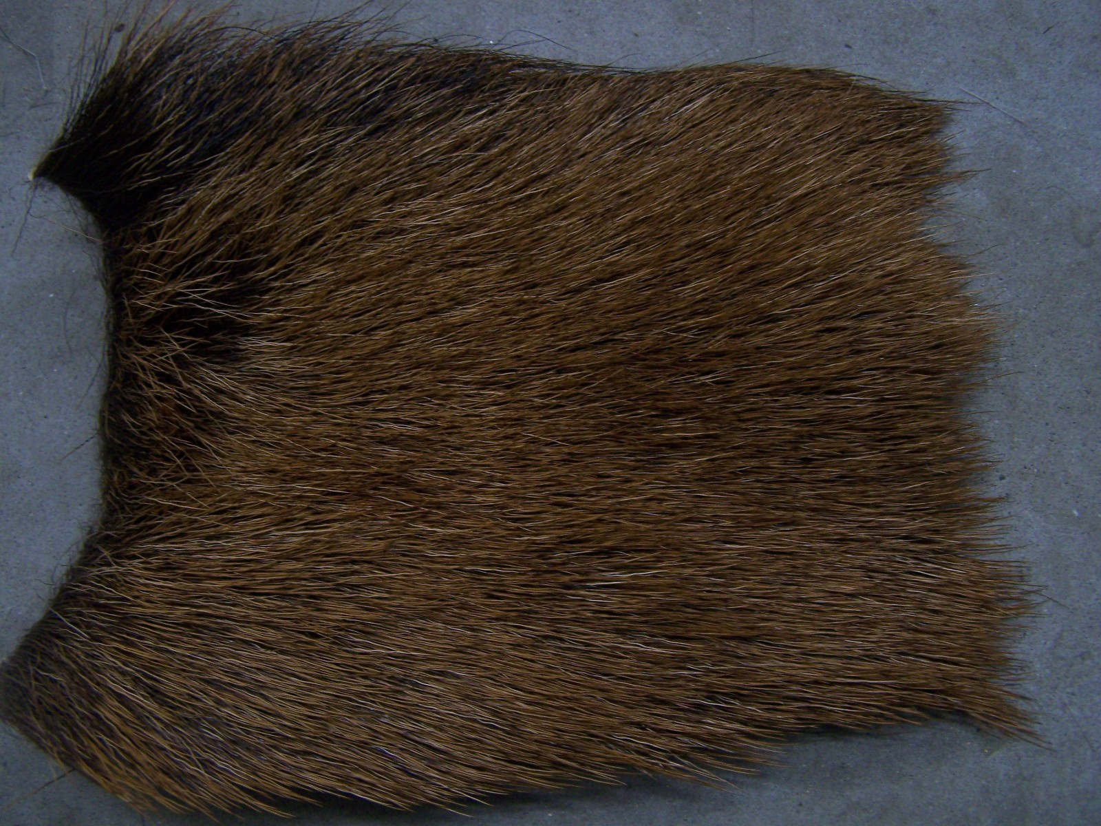 30" pc.  (5"x6") of Natural Red Stag body for fly tying, caddis wing hair