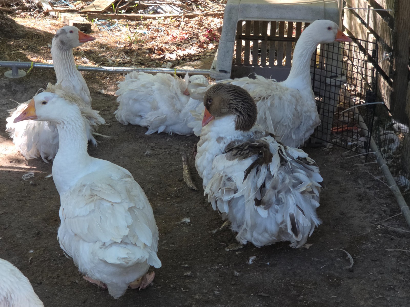 2- Sebastapol Goose Hatching Eggs ~ Now Shipping