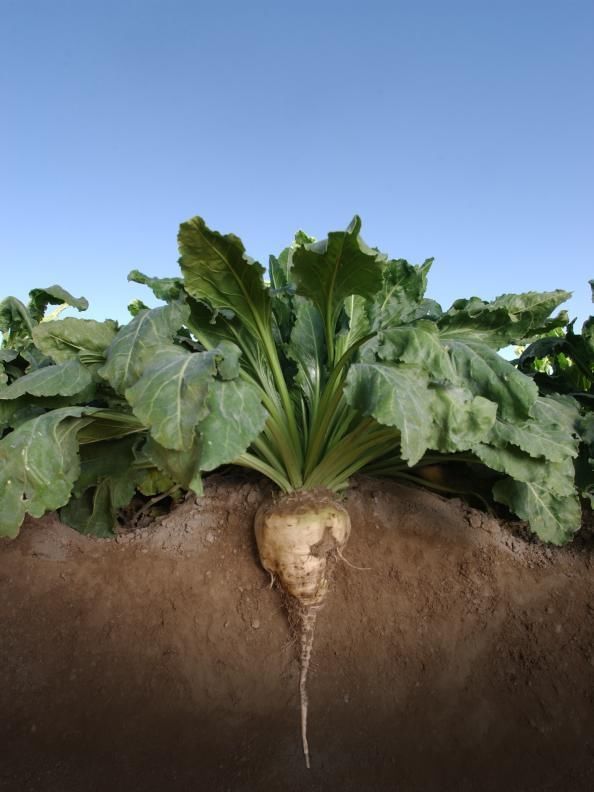 Sugar Beet Food Plot Seed 10 Lb  - 100,000 Seeds (Excellent Deer Food Plot)