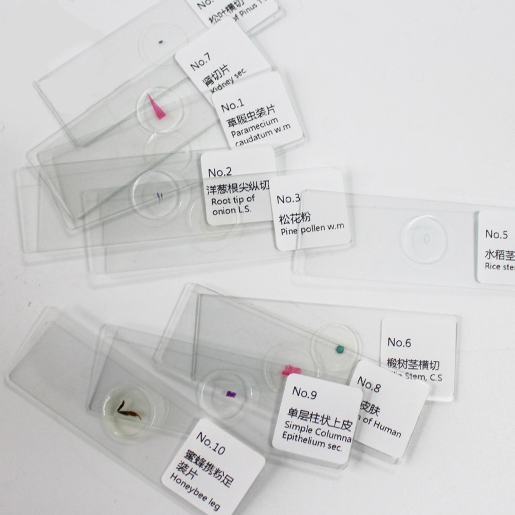 10 PCS/Set Specimen Slides for Microscope Calibration Sample Biology Lab