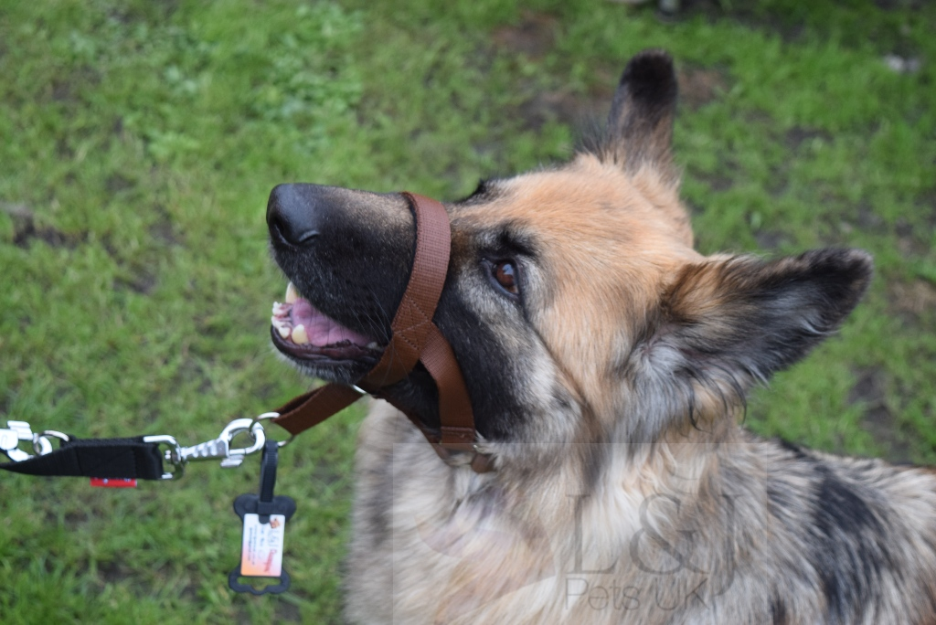 Padded Head Collar Dog Training Halter Stops Dog Pulling Training Tool