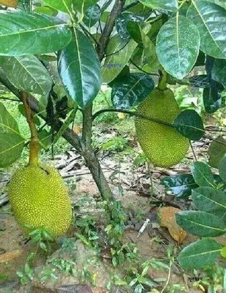100+ Organic Jackfruit Leaves,  Tea for drinking and Aquarium Fish Shrimp