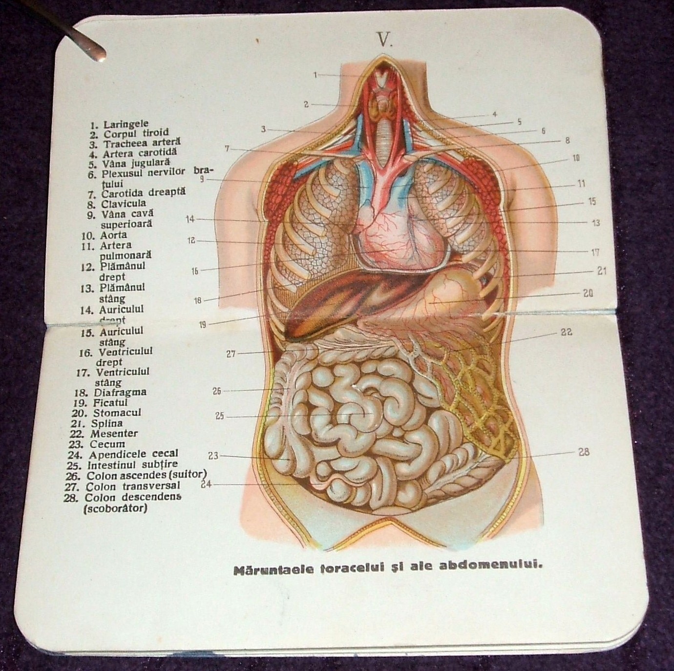 1900 Small Anatomical Atlas, Anatomy illustrated mini book, Human Body, medicine