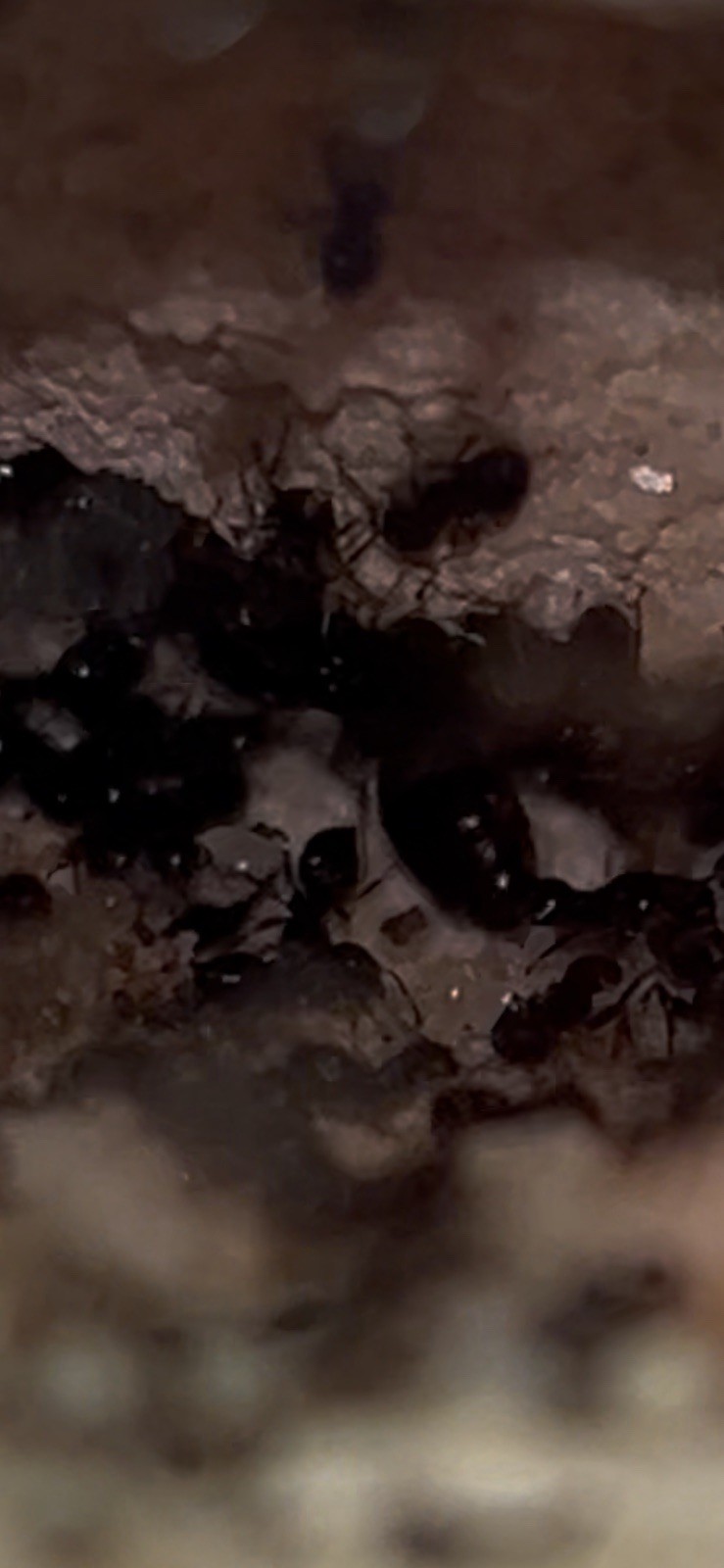 Formicarium