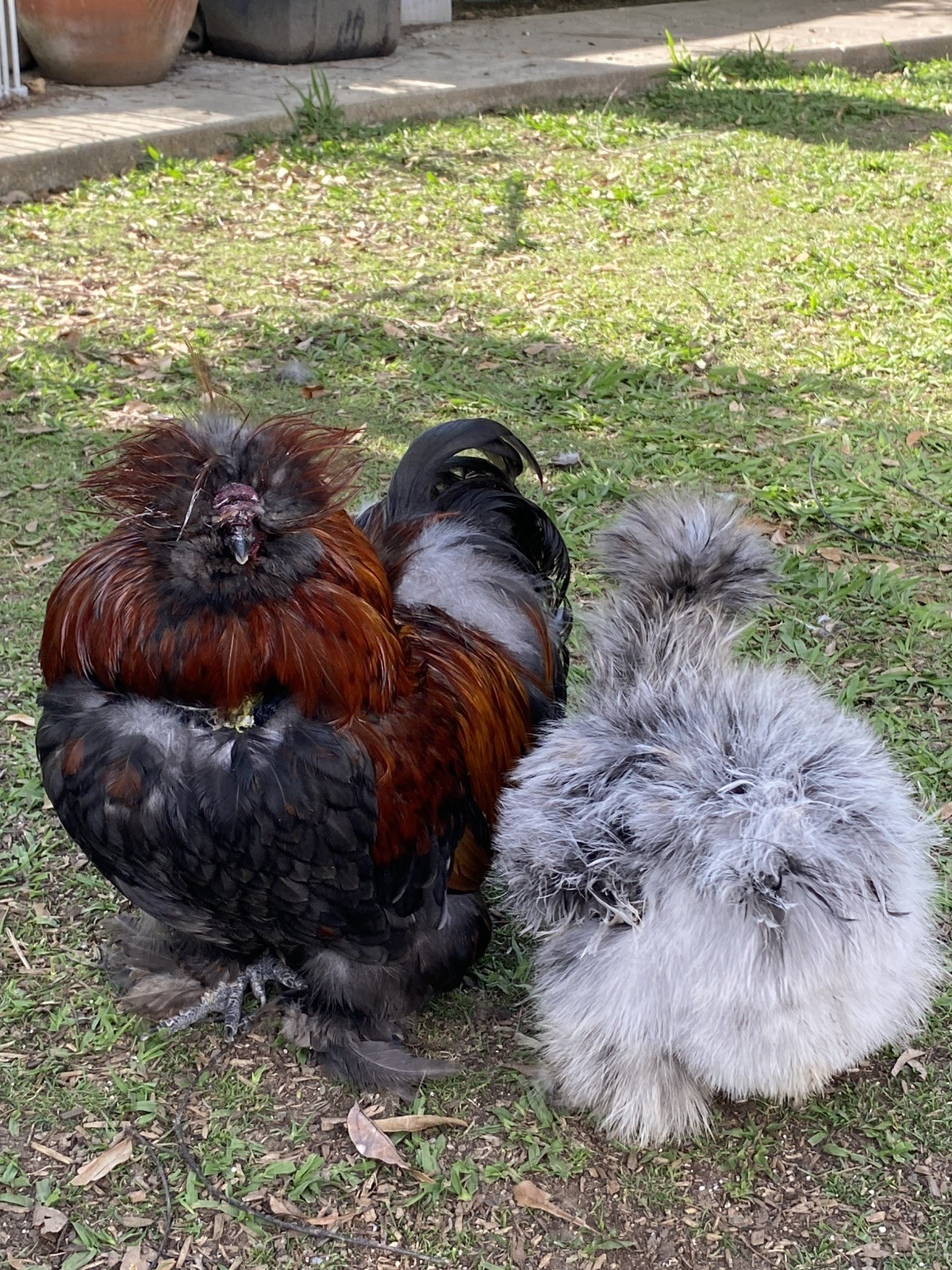 3 Silkie, Satin, Frizzle Hatching Eggs