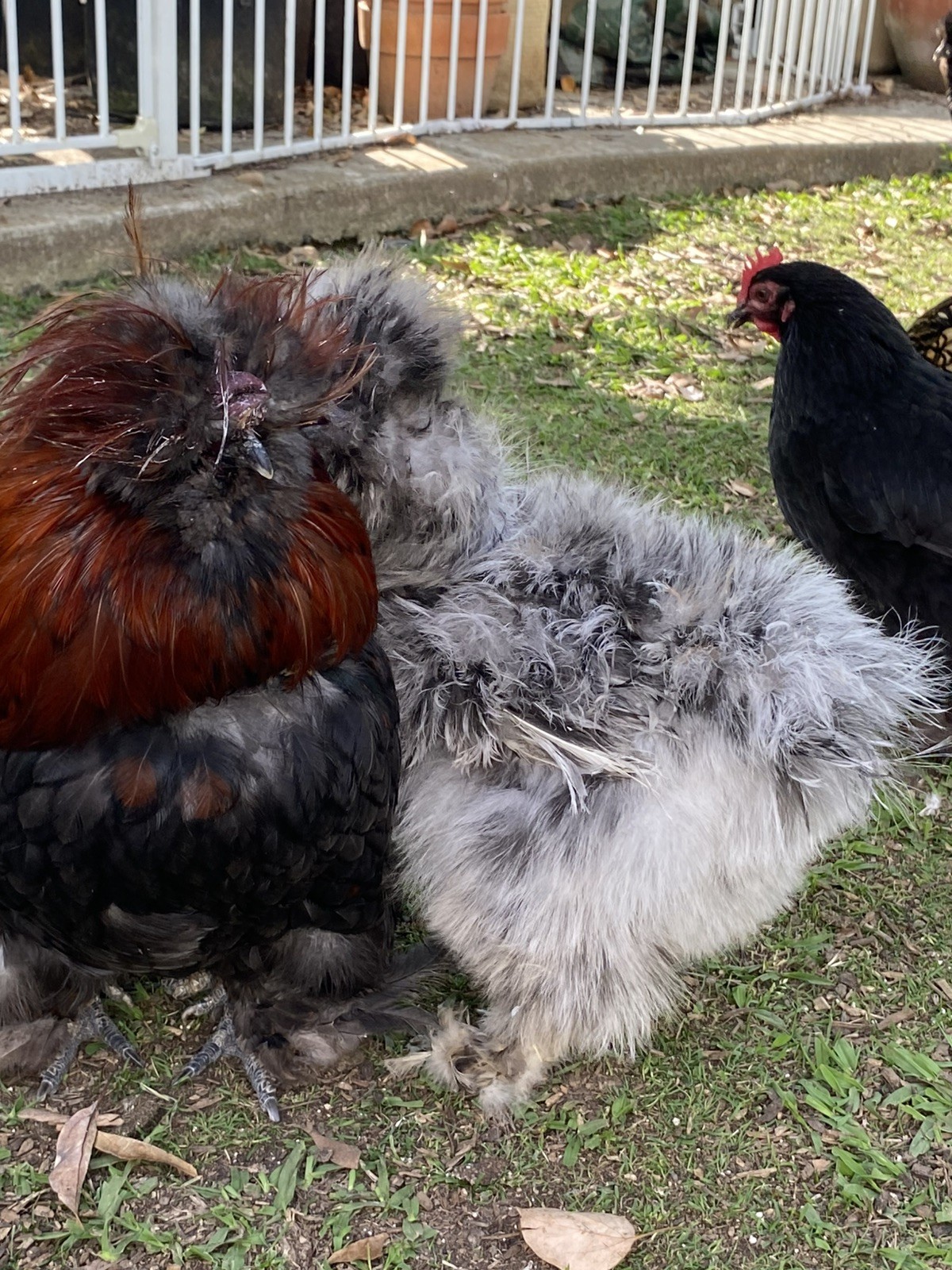 3 Silkie, Satin, Frizzle Hatching Eggs
