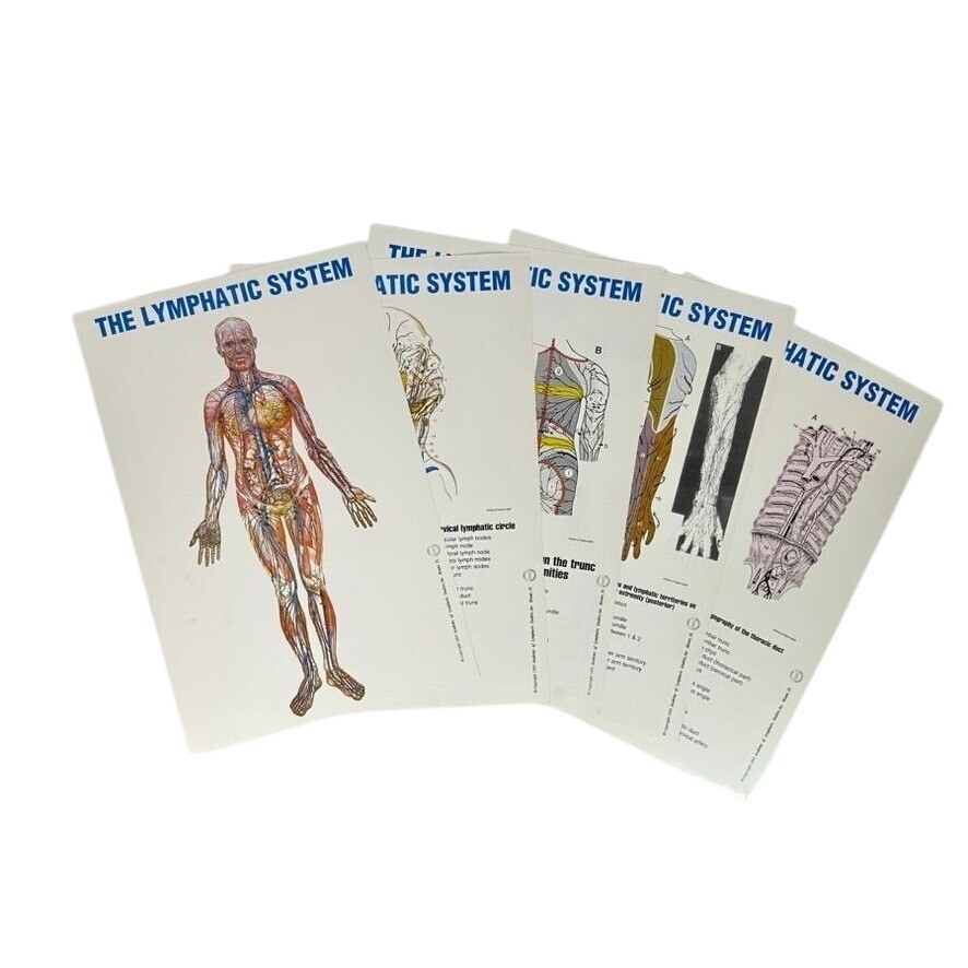 Vintage LYMPHATIC SYSTEM CHART Set of 5 Anatomy Education Study Cards 1995