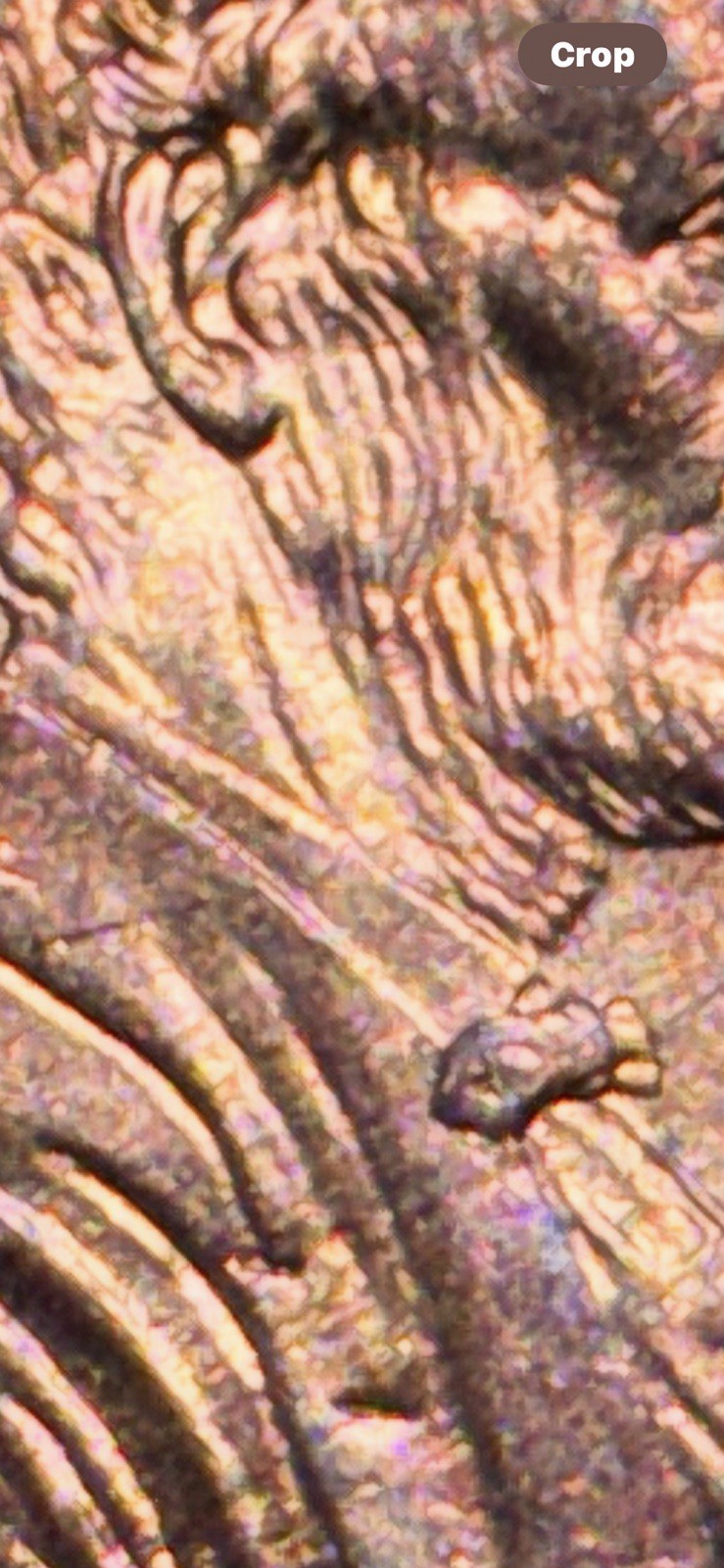 2000P Red Lincoln Cent with Rev. Die Crack & Die Gouge On Lincoln’s Neck