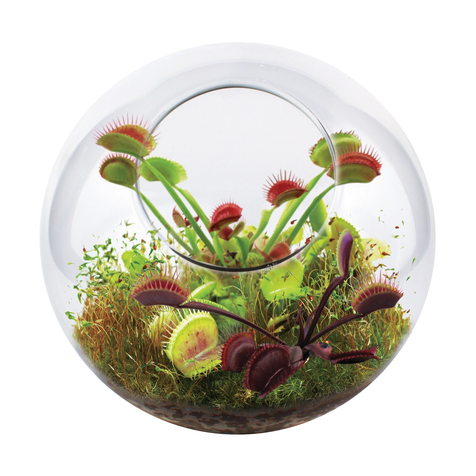 New - Unique Gardener Glass Terrarium - Fly Trap Garden - Ages 4+ | 1 player