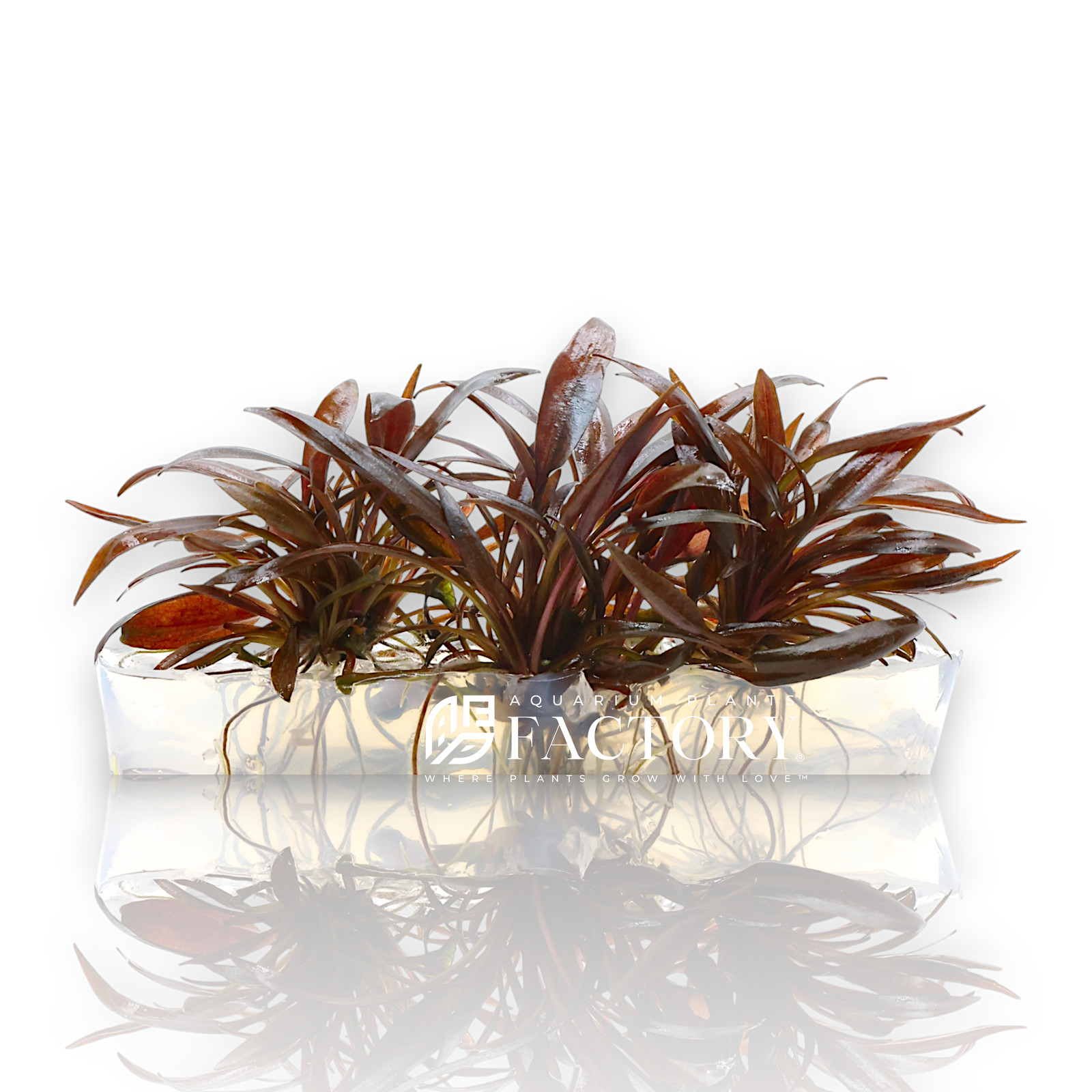 Cryptocoryne Undulatus Red Tissue Culture | Aquarium Plants Factory®