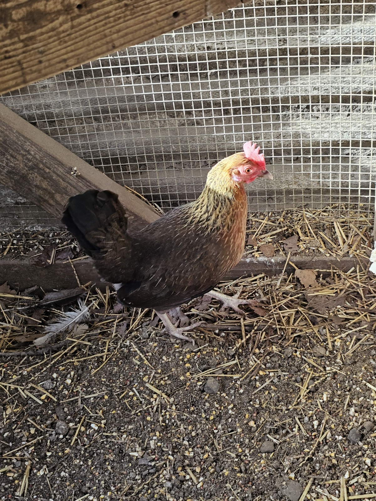 12 Old English Bantams