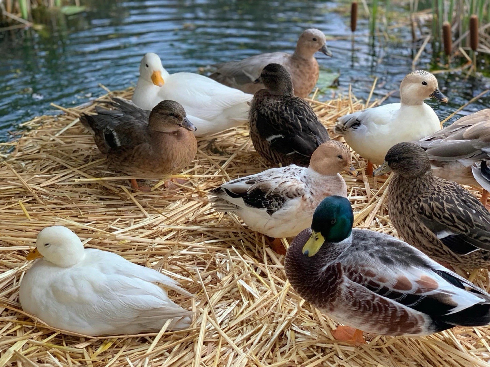 18+ Duck Hatching Eggs Mixed Breed Pekin Call Cayuga Rouen Khaki Welch Swedish