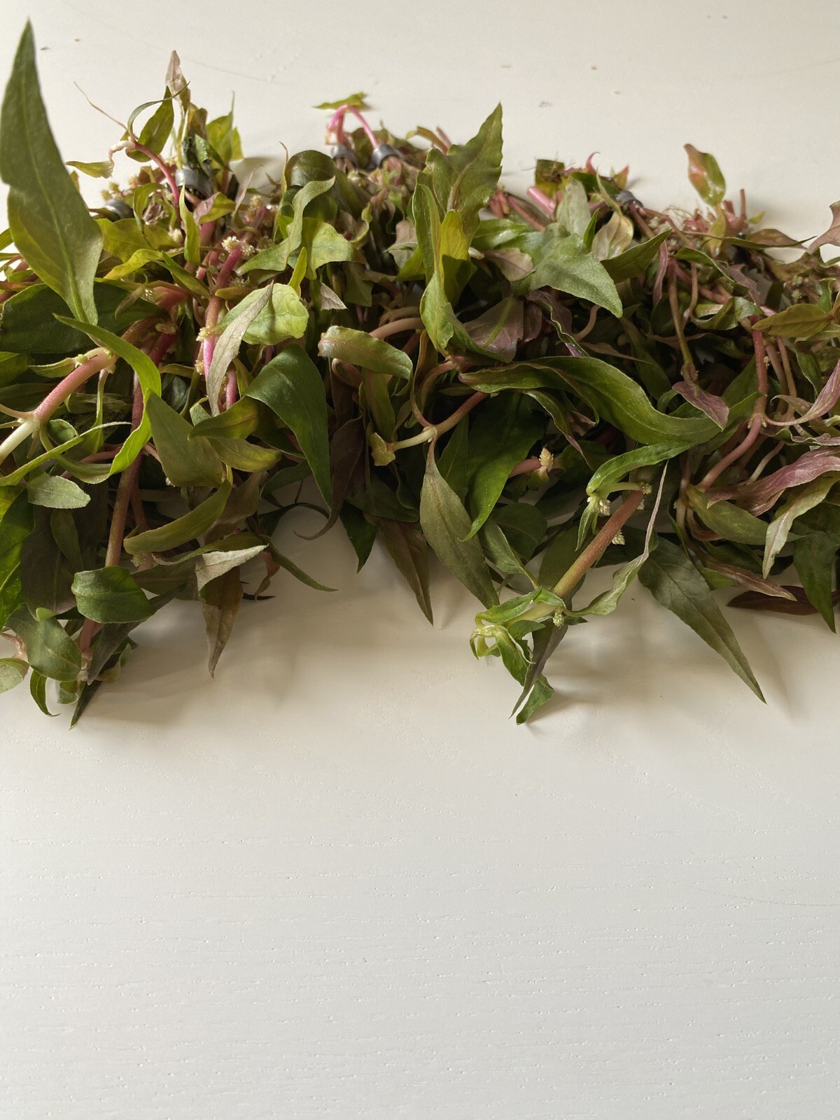 BUY 2 GET 1 FREE- Scarlet Temple Live Aquatic Plant- Beautiful Pink Plant!
