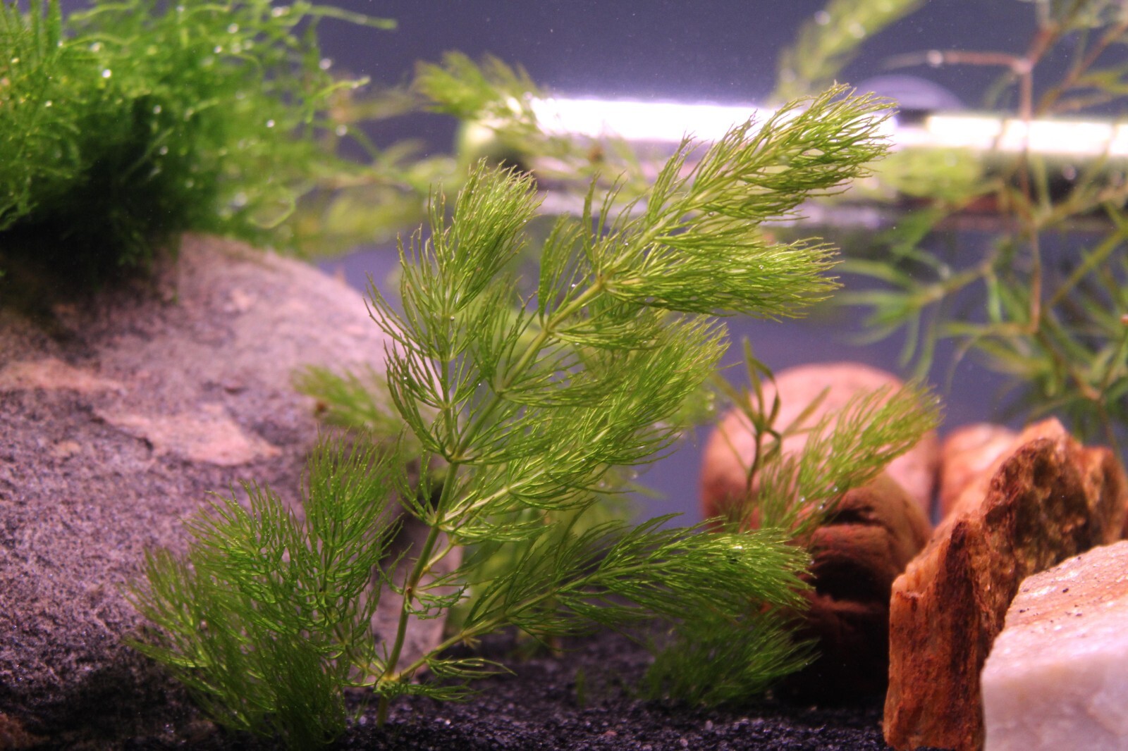 3+ Hornwort Live Aquarium Plants