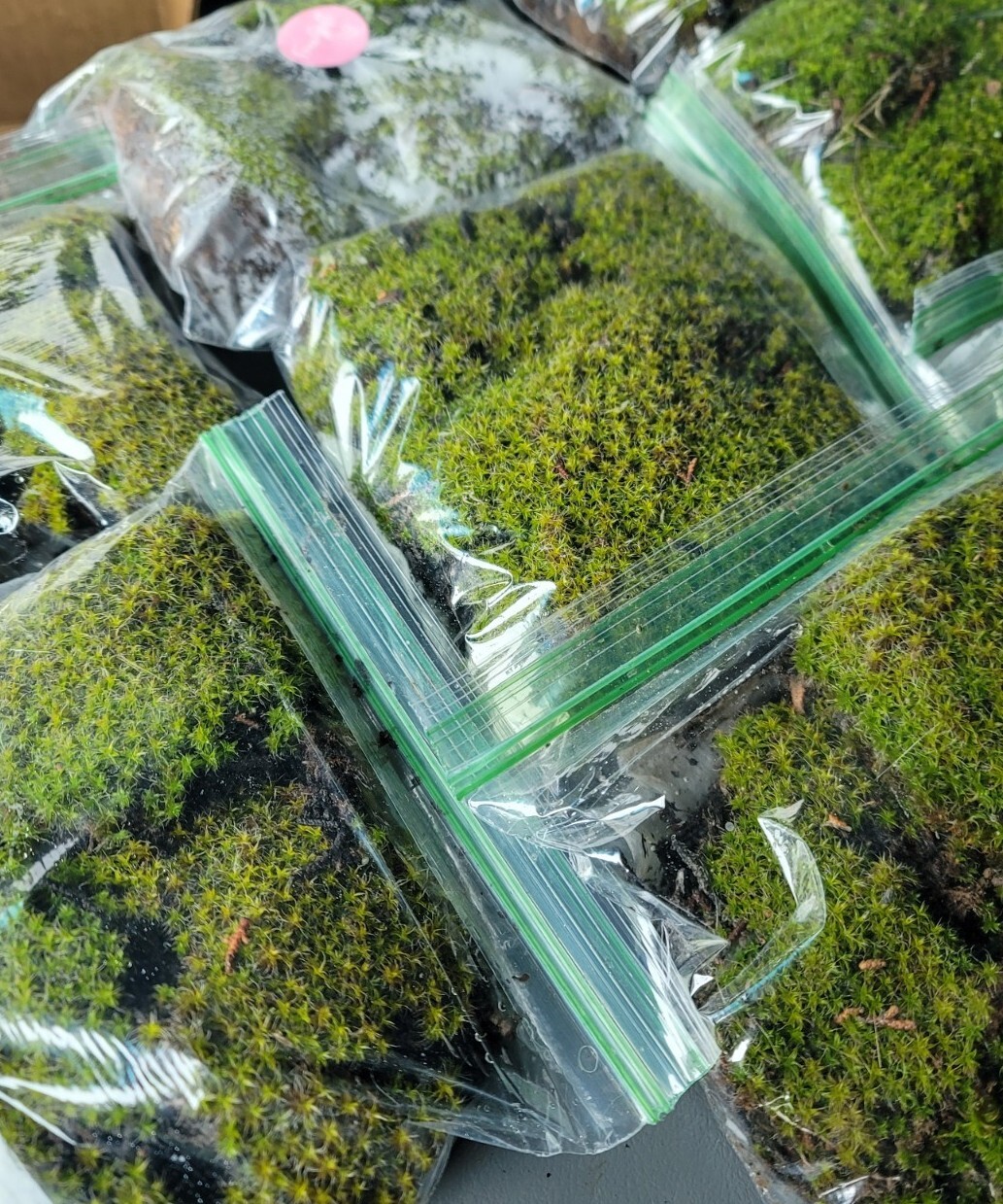 Live Star Moss, Live Plants, Fresh, Fairy Gardens Zip Lock Bag Size