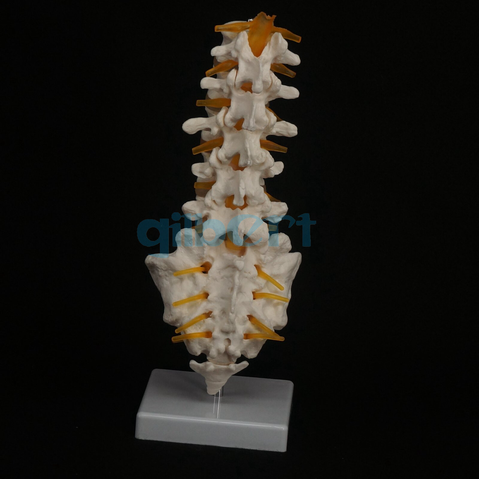 Human Lumbar Spine with Caudal Vertebra Structure Intervertebral Disc Model
