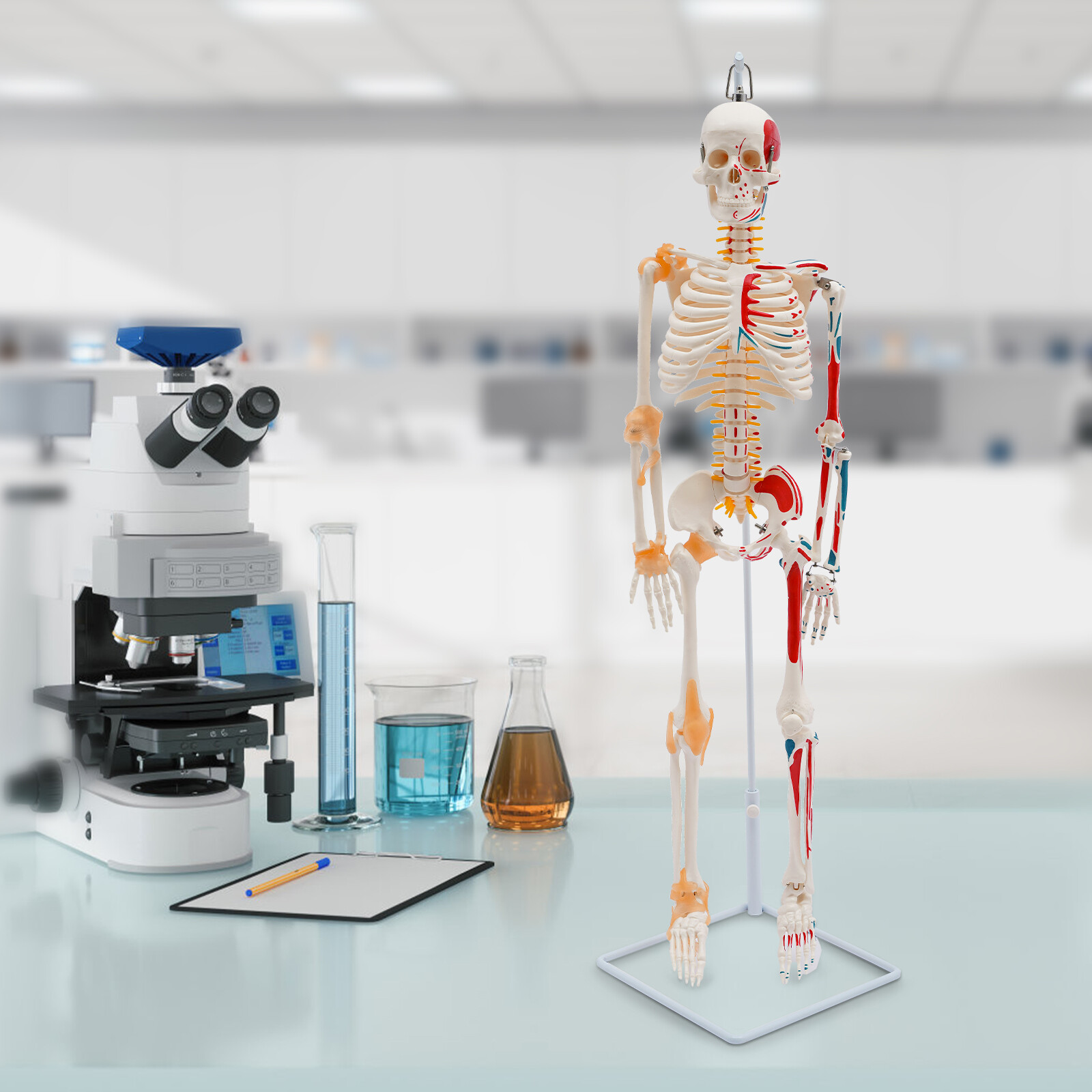 34" Size Human Skeleton Model For Doctors' Office or Anatomy Classroom