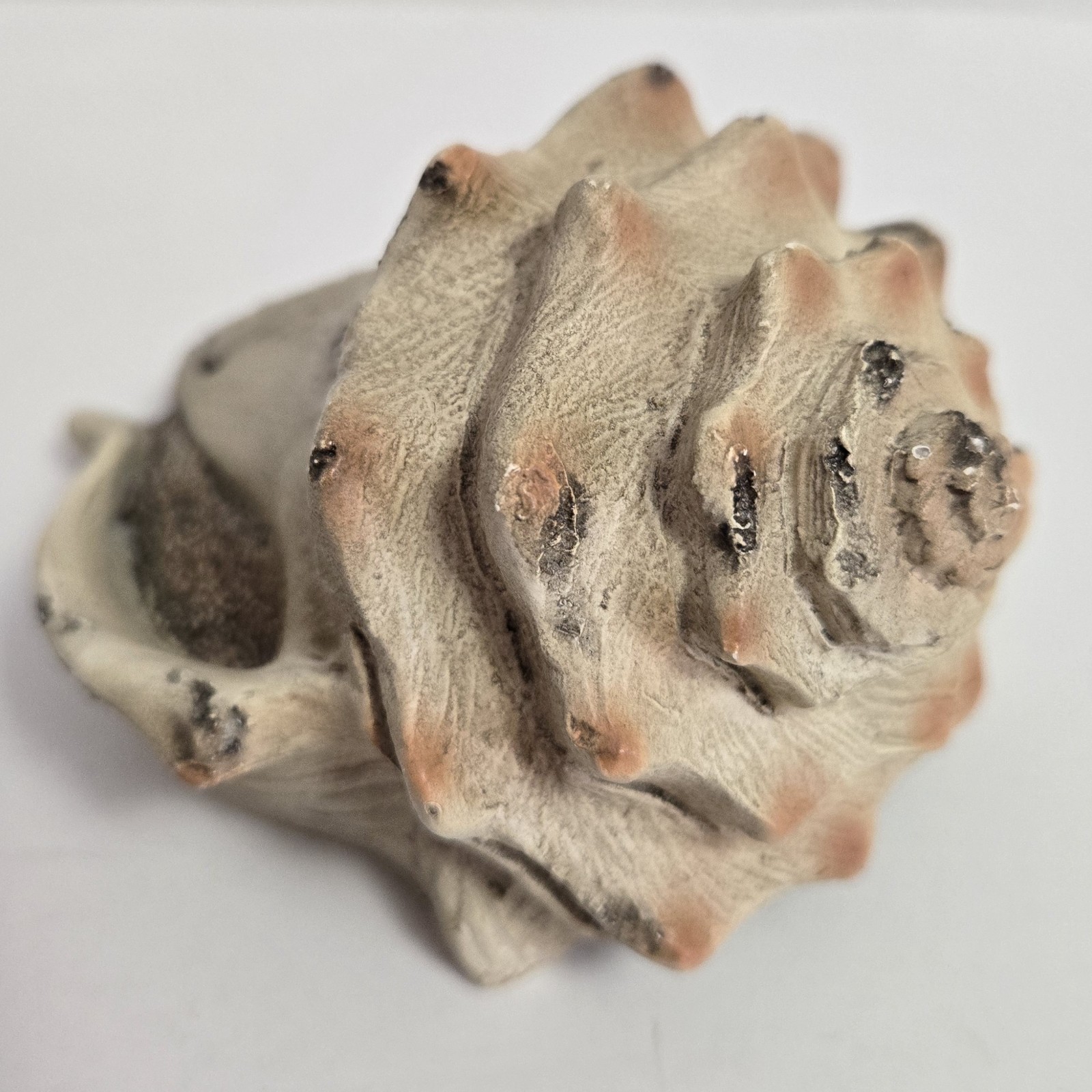 Conch Shell Shaped Resin Garden HIDDEN KEY HOLDER.  4.5"L x 3.25"W x 2"H
