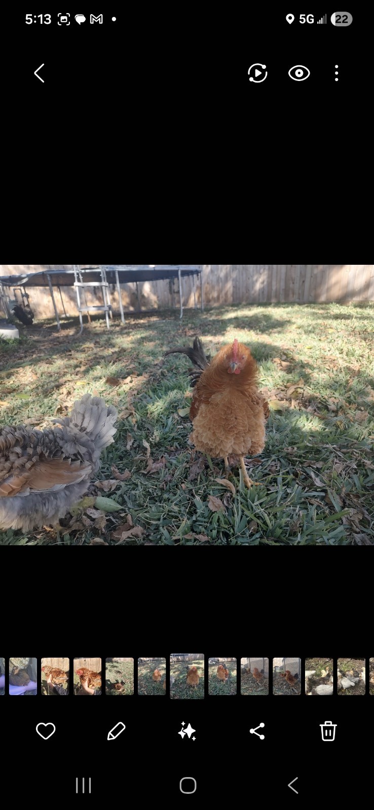 Fertile Bantam Mystery Hatch 18 eggs