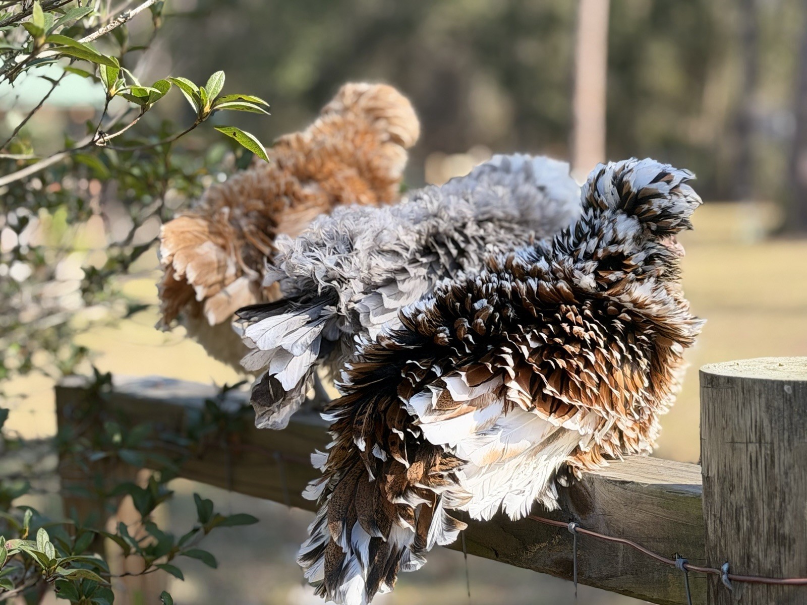 12+ Assorted Polish Hatching Eggs Tolbunt, Buff Laced, BBS