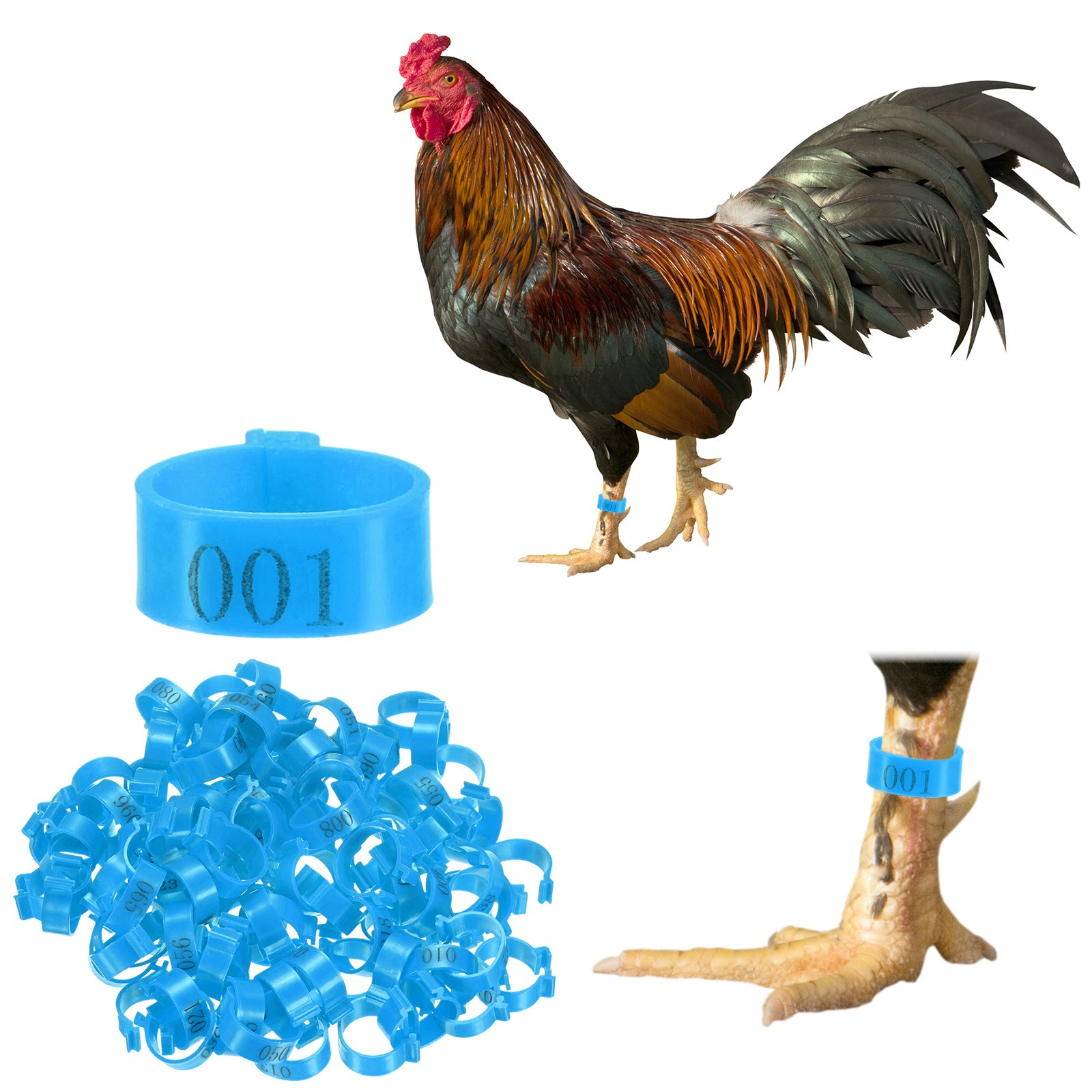 100-Pack Chickens Leg Bands, 20 mm Plastic Chicken Leg Rings [Blue]
