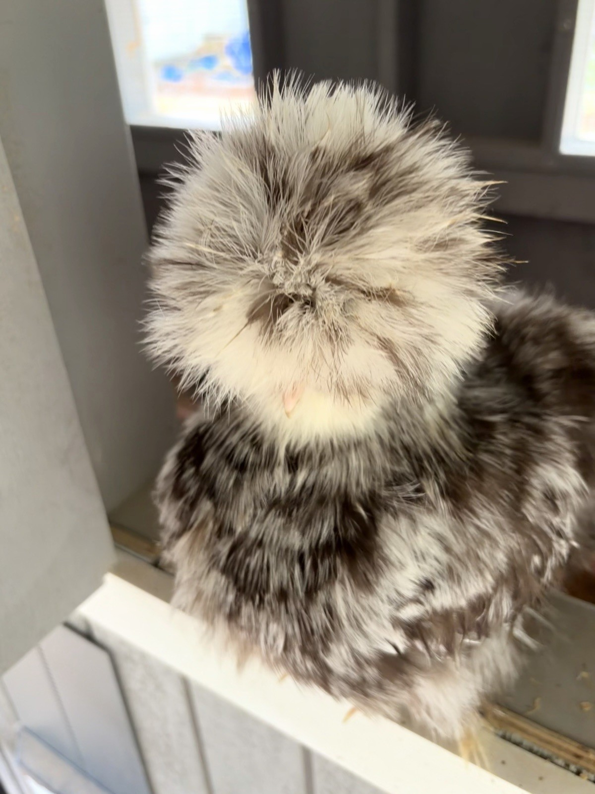 6+ Mottled Silkie Hatching Eggs, Breeder Lines, Show Quality, NPIP/AI Clean