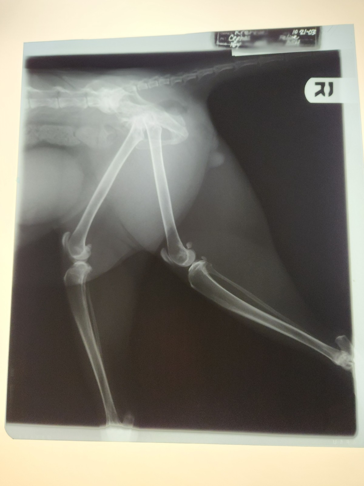 Animal X-Ray Film Negative Print - Feline Cat  9 7/8" x 11 1/2" XRay Medical A16