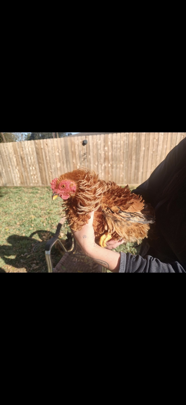 Fertile Bantam Mystery Hatch 18 eggs