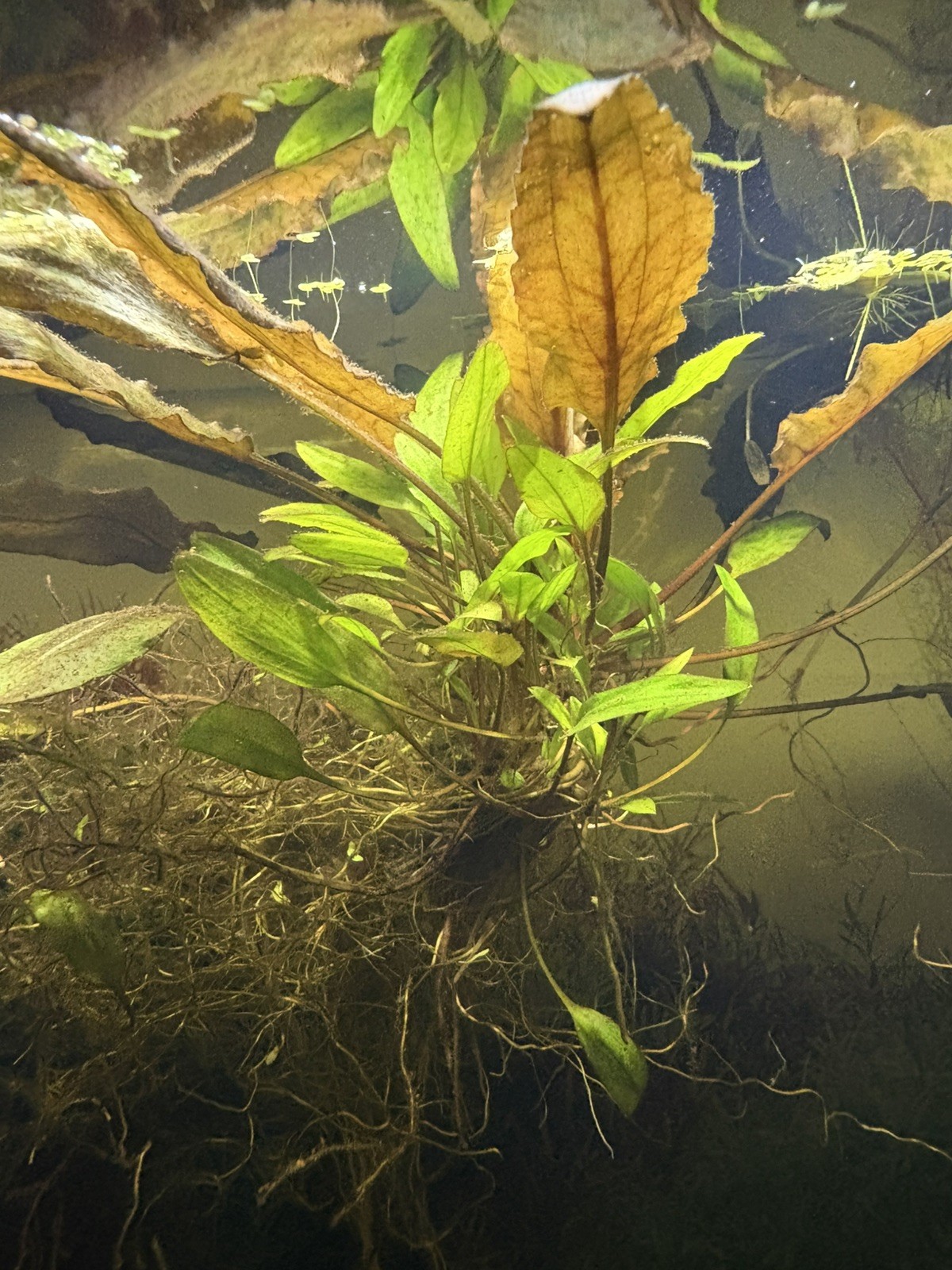 Cryptocoryne Wendtii Green - Live Aquarium Plants - Buy 2 get on free
